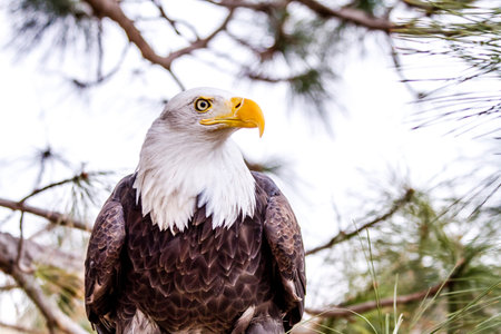 Profile of American Bald Eagle sitting in tree on winter morning