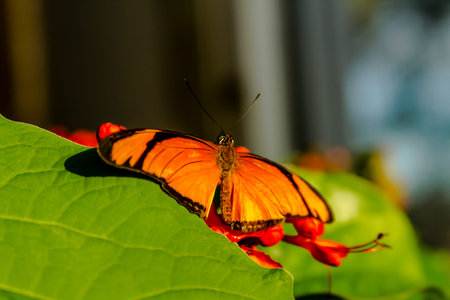 Tiger swallowtail butterfly sitting on orange flowers in morning sunlight