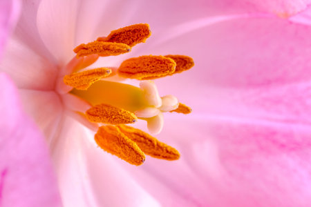 Macro shot of inside of pink and white tulip bloomの写真素材