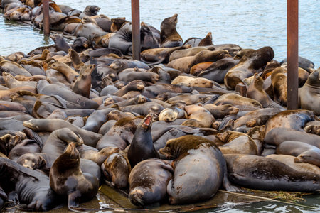 Many sea lions and seals resting on piers in river off coast of Pacific oceanの写真素材
