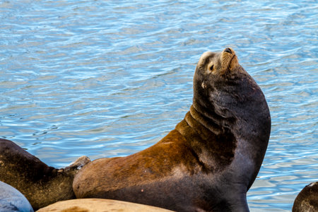 Sea lion posing in sun on pier in river off northwest coast of the Pacific oceanの写真素材