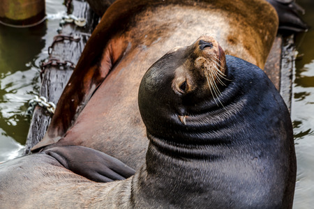 Close up of sea lion posing in sun on pier in river off northwest coast of the Pacific oceanの写真素材