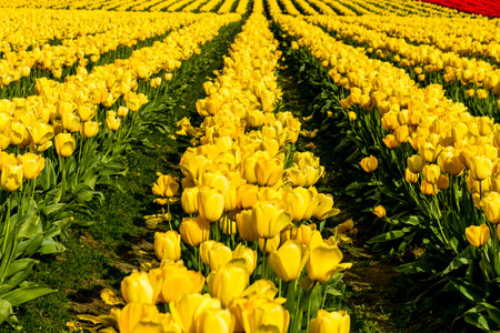 Rows of yellow and red tulip flowers on tulip bulb farm on sunny afternoonの写真素材