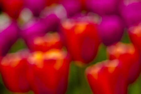 Abstract background of orange and purple tulipsの写真素材