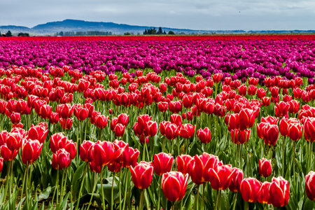 Rows of red and purple tulip flowers on tulip bulb farm on rainy afternoon