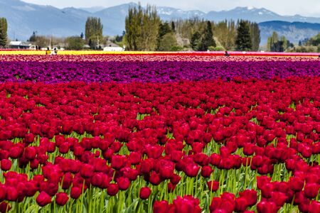 Colorful rows of tulip flowers on tulip farmの写真素材