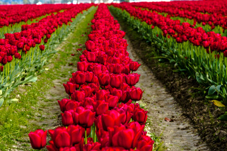 Rows of red tulip flowers on tulip bulb farm on sunny afternoon