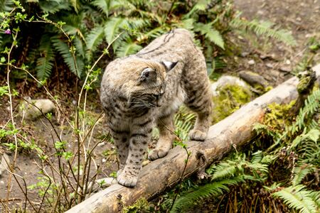 Wild bobcat standing on large log in lush green forestの写真素材