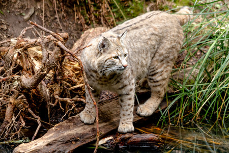 Wild bobcat standing on large log in lush green forest