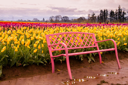 Pink metal park bench sitting in tulip field on tulip farm on cloudy morningの写真素材