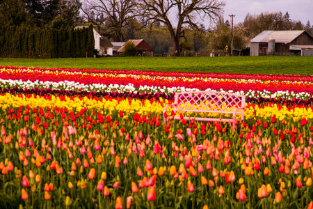 Pink metal park bench sitting in tulip field on tulip farm on cloudy morningの写真素材