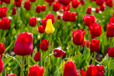Single yellow tulip stem among red tulip stems in field on tulip farmの写真素材