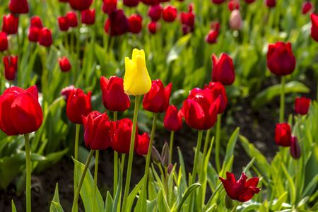 Single yellow tulip stem among red tulip stems in field on tulip farmの写真素材