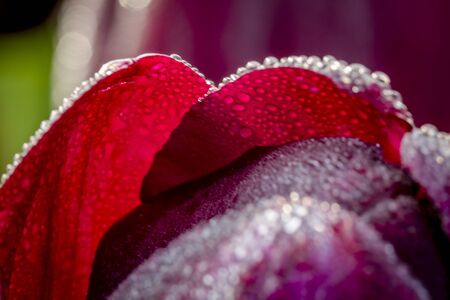 Close up of petals of dark purple (black) tulip buds covered with tiny drops of water from morning dewの写真素材