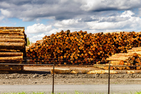 RAINIER WASHINGTON/U.S.A. - April 6, 2015: Large piles of harvested and cut tree trunks in log yard...