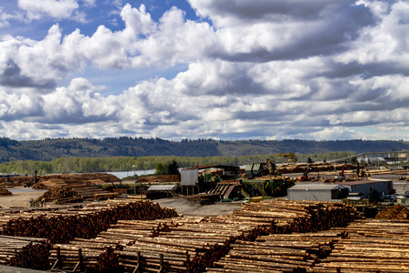 RAINIER WASHINGTON/U.S.A. - April 6, 2015: View of large logging operation on Columbia River with large piles of harvested and cut tree trunks ready for transport to mill on April 6, 2015 Rainier Washingtonのeditorial素材