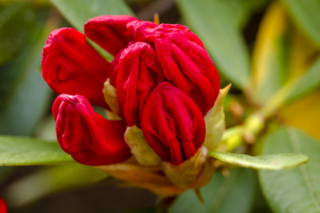 Red Rhododendron bud on bushの写真素材