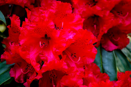 Close up of red Rhododendron blooms on bushの写真素材