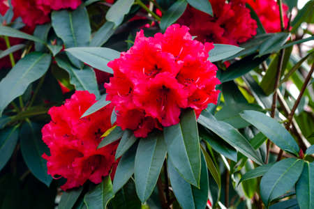 Red Rhododendron blooms on bushの写真素材