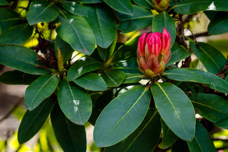 Red Rhododendron bud on bush