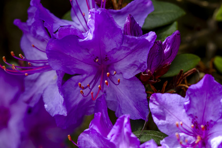 Close up of purple Azalea blooms on bushの写真素材