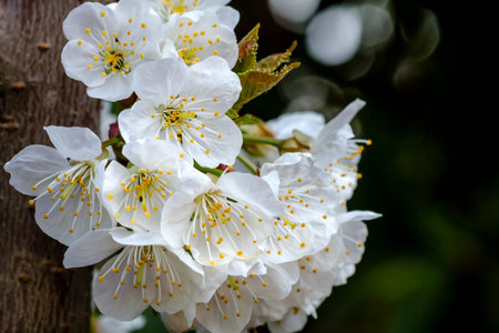 Black cherry blossoms in bloom on tree lit by morning sun