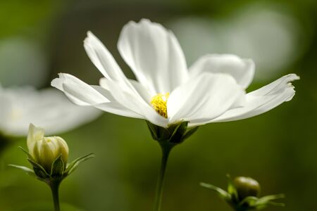 Cosmo flower blooms in garden lit with morning sunの写真素材