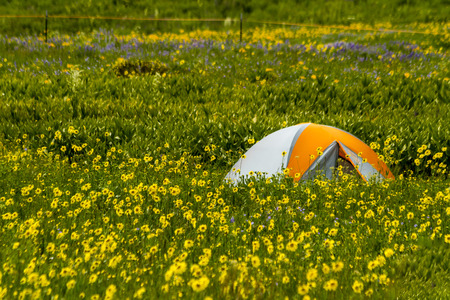 Colorful camping tent sitting in mountain meadow of colorful wildflowers on sunny afternoonの写真素材
