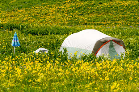 Colorful camping tent with blue umbrella sitting in mountain meadow of colorful wildflowers on sunny afternoonの写真素材