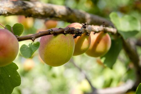Row of ripe apricots ready for harvest hanging on tree branches in orchard on summer afternoonの写真素材