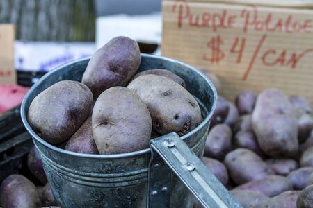 Metal bucket filled with fresh organic purple potatoesの写真素材