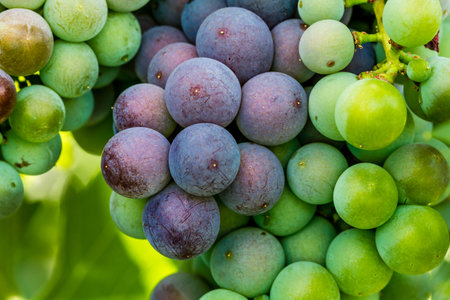 Close up of bunch of red wine grapes ripening on grapevine