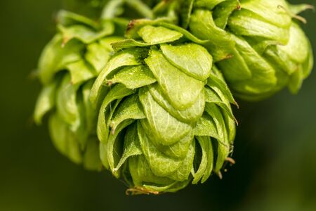 Close up of organic hops seed cones growing on vineの写真素材