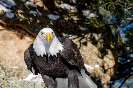 Bald eagle looking forward sitting in snow covered rocks on sunny winter morning