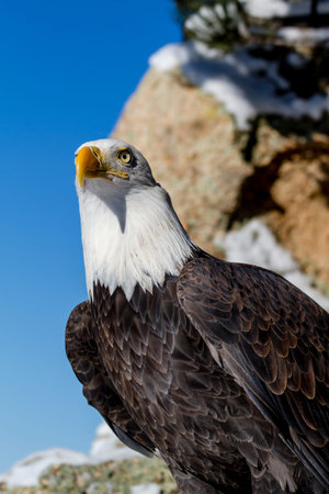 American bald eagle sitting on snow covered rocks sunny winter morning