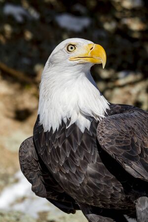 Profile of bald eagle sitting in snow covered rocks on sunny winter morningの写真素材