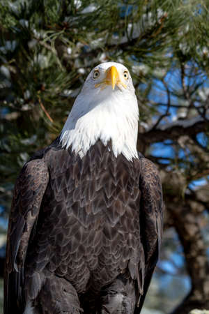 Bald eagle sitting in snow covered trees on sunny winter morningの写真素材