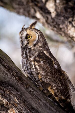Profile of long eared owl sitting on pine tree branch on snowy winter morningの写真素材