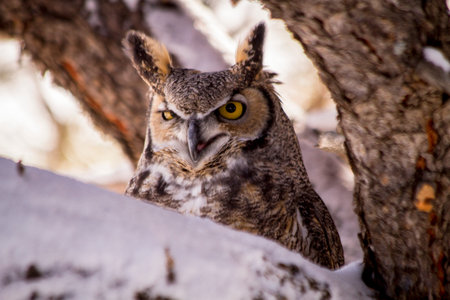 Close up of great horned owl sitting in snow covered pine tree on cold winter morningの写真素材