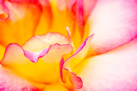 Macro shot of petals of a pink and yellow roseの写真素材