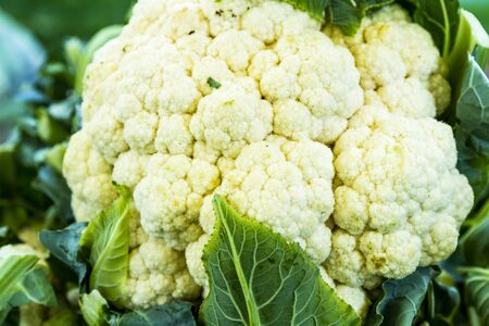 Fresh from the farm cauliflower head at local farmers market for saleの写真素材
