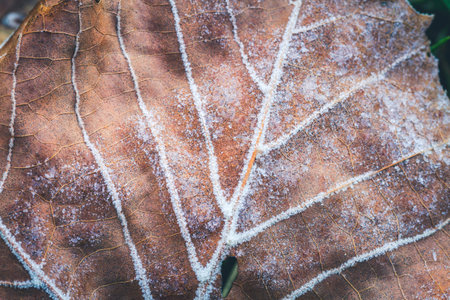 Frost with ice crystal forming on the veins of a fallen leaf on frost morning