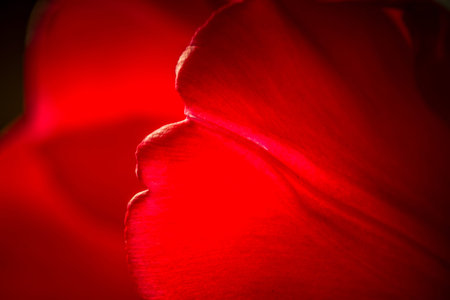 Close up of the back of petal of bright red tulip with dramatic lightingの写真素材
