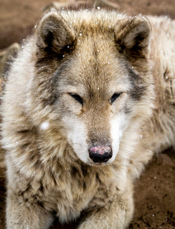 Close up of gray wolf dog hybrid breed with snow flurries in air with eyes closed