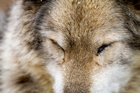 Close up of gray wolf dog hybrid breed sleeping