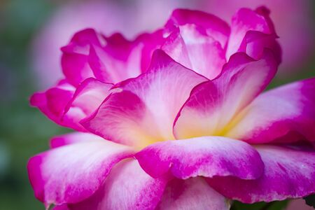 Close up of pink, white and yellow variegated rose bud petals from the side viewの写真素材