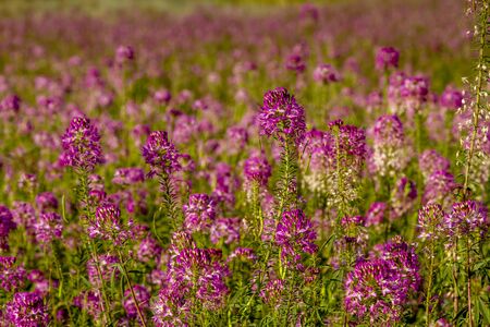 Meadow of Rocky Mountain Bee Plant wildflowers in evening lightの写真素材