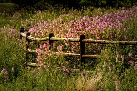 Rustic fence surrounded by purple Rocky Mountain Bee Plant wildflowersの写真素材