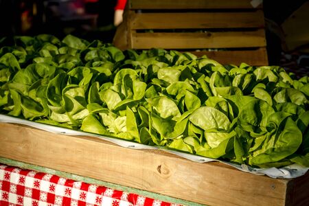 Tray of bib lettuce for sale at local farmers marketの写真素材