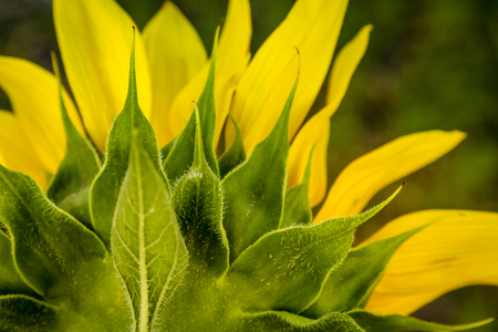 Close up of back of large yellow sunflowers blossomの写真素材